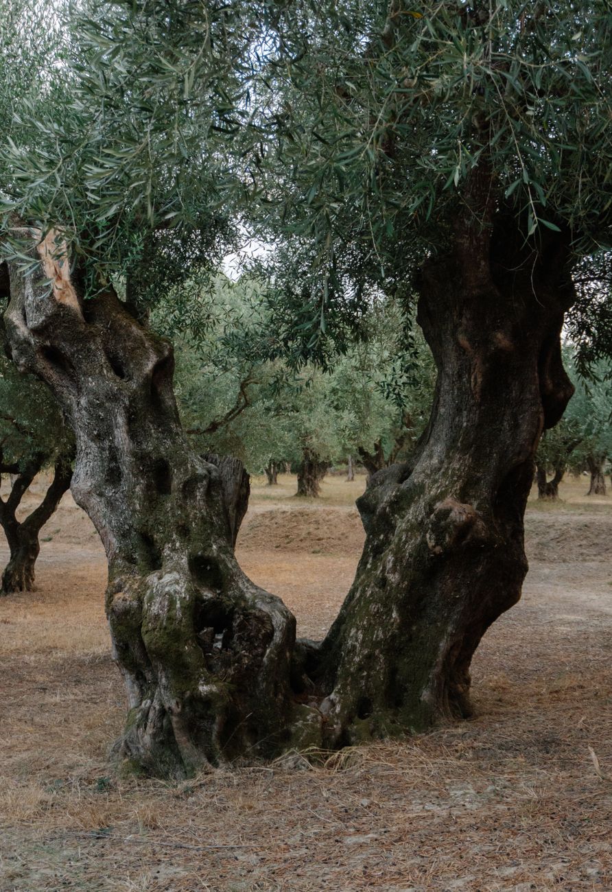 Sunlight illuminating ancient olive trees overlooking the Mediterranean